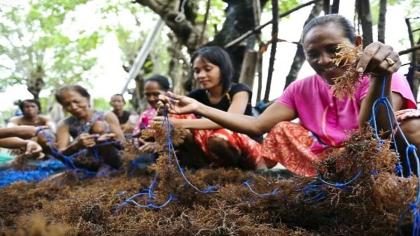 Cover image for Seaweed holds huge potential to bring economic, climate and gender benefits